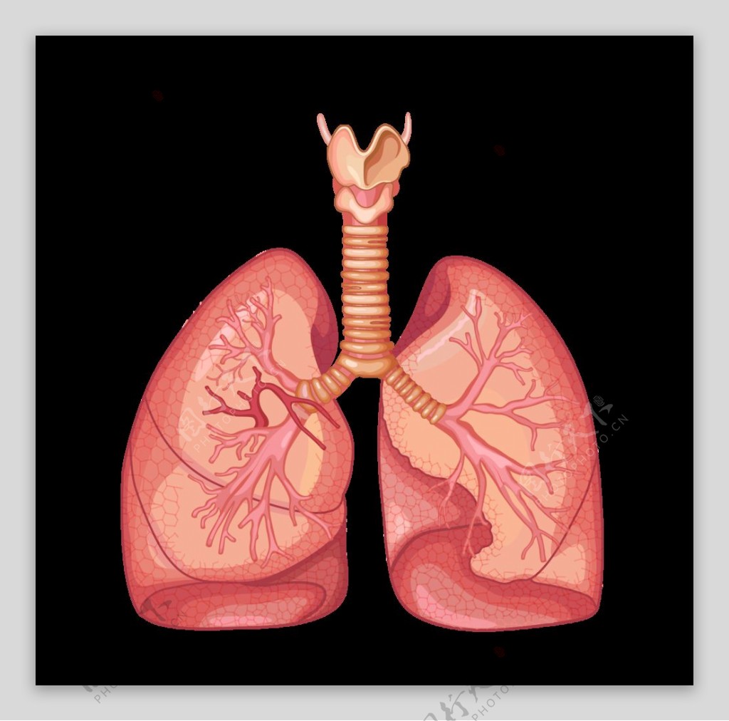 肺部器官图