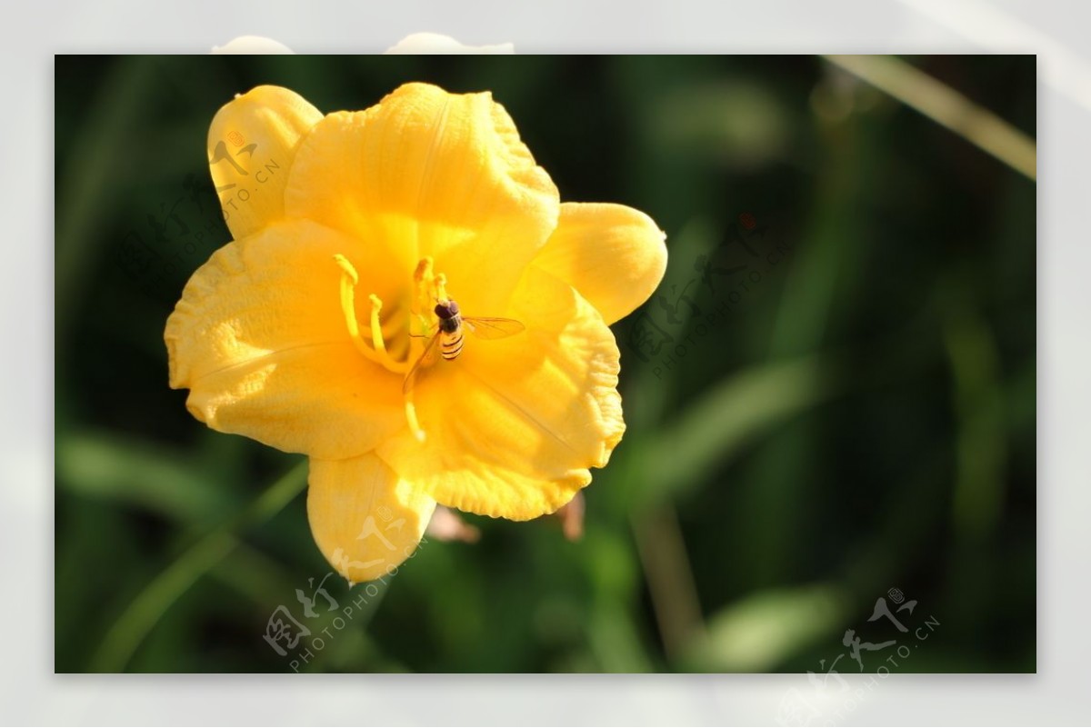 黄花里的蜜蜂