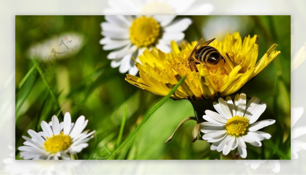 蜜蜂采蜜花朵草地植物
