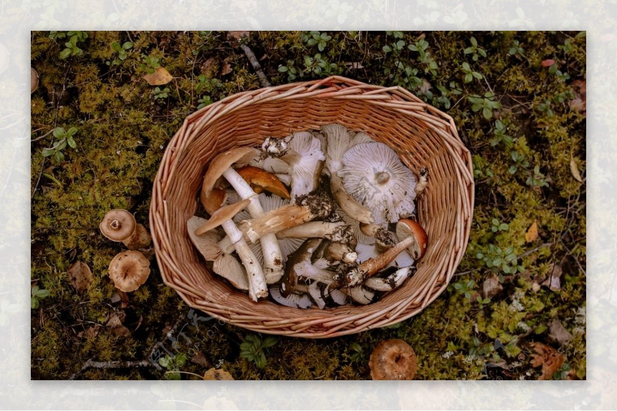 采蘑菇山间树林蘑菇