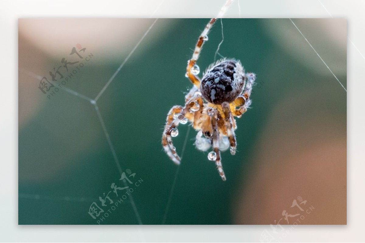 织网的蜘蛛