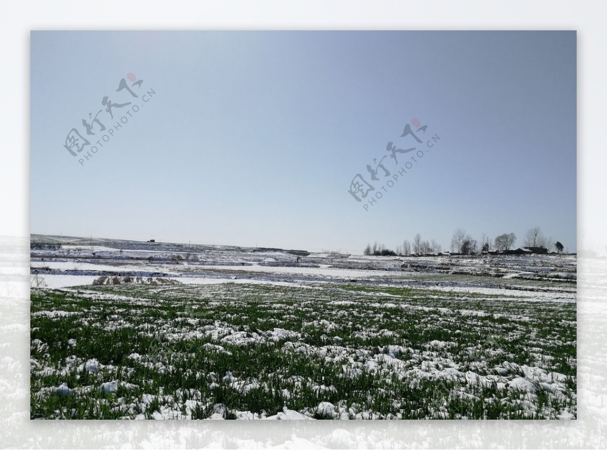 雪地麦地冬小麦麦田雪景