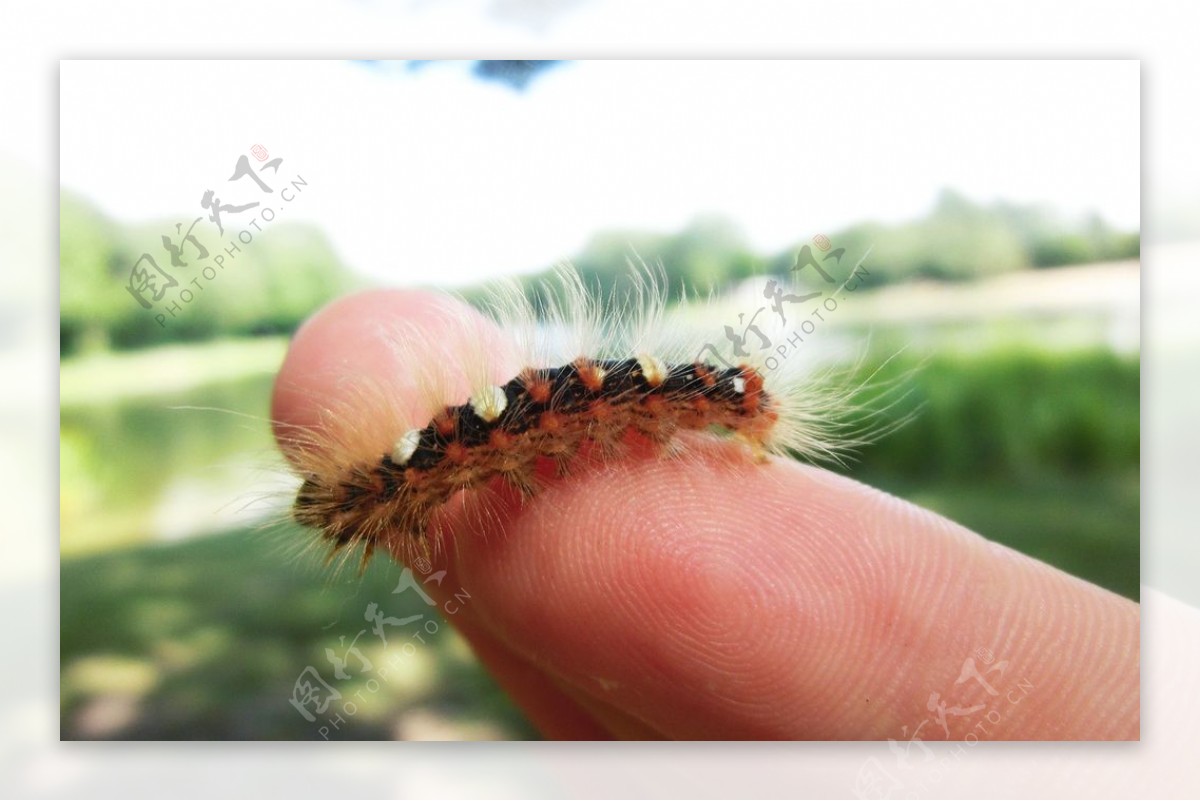 英文绘本The Very Hungry Caterpillar（好饿的毛毛虫）的打开方式 - 小花生