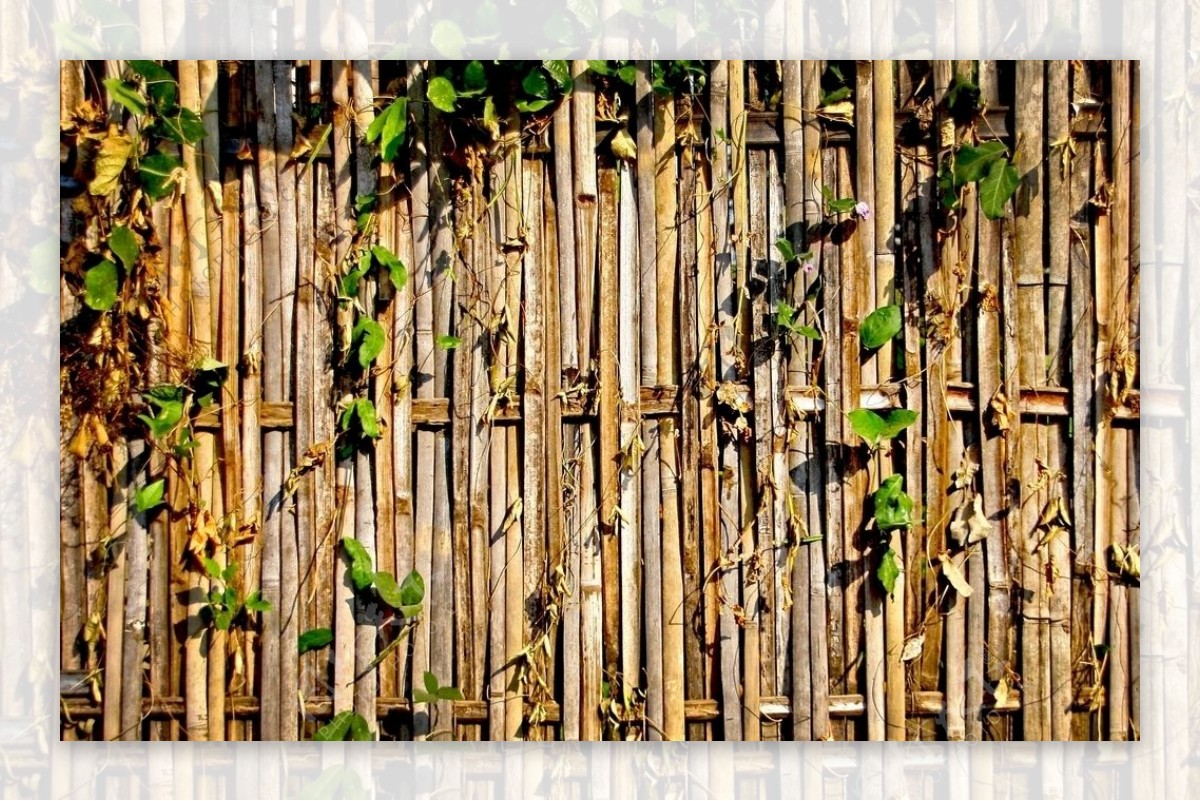 竹自然材料泰国篱笆