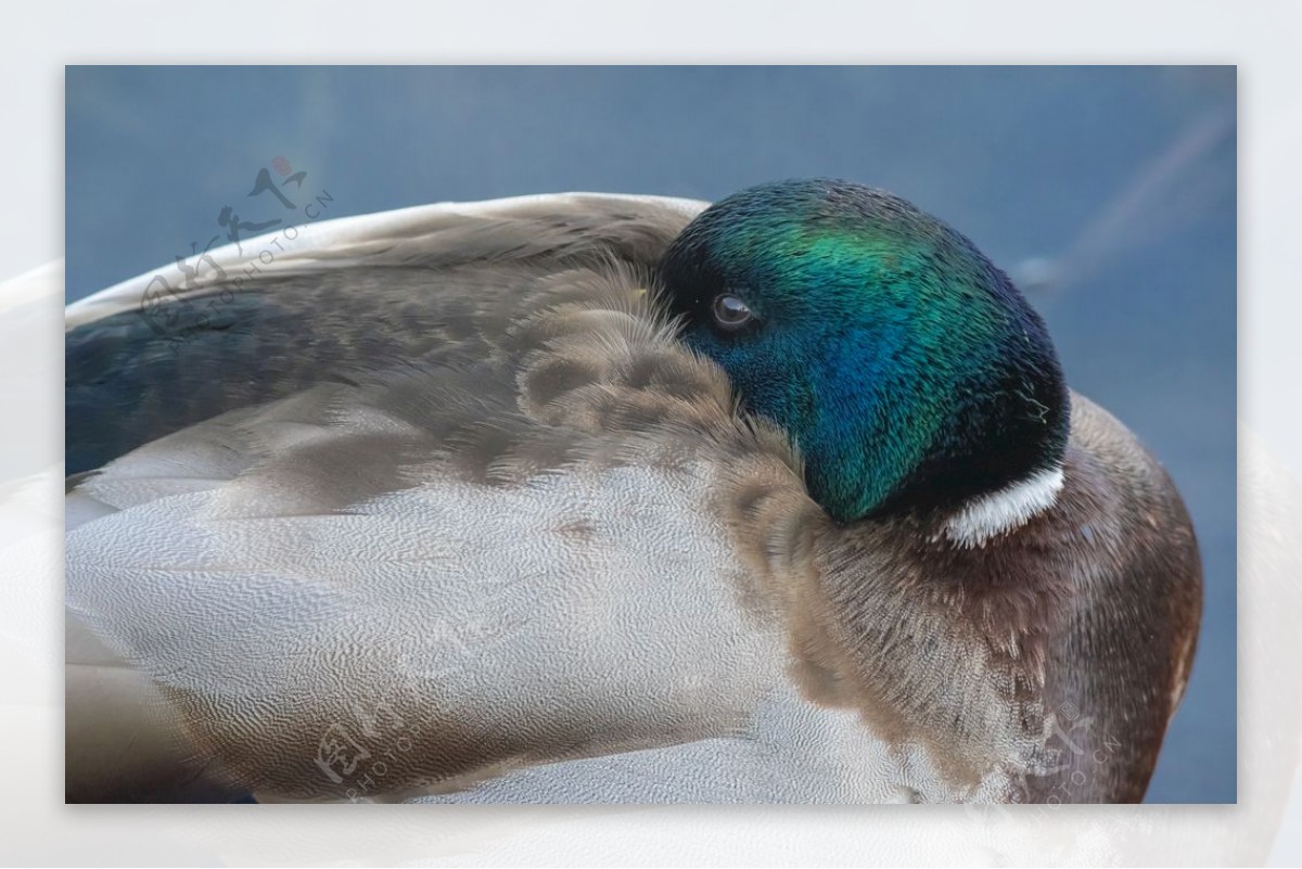 睡眠水鸟自然动物鸭