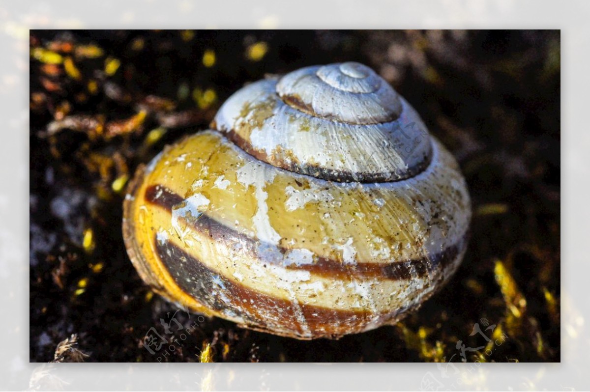 蜗牛壳背景螺旋动物