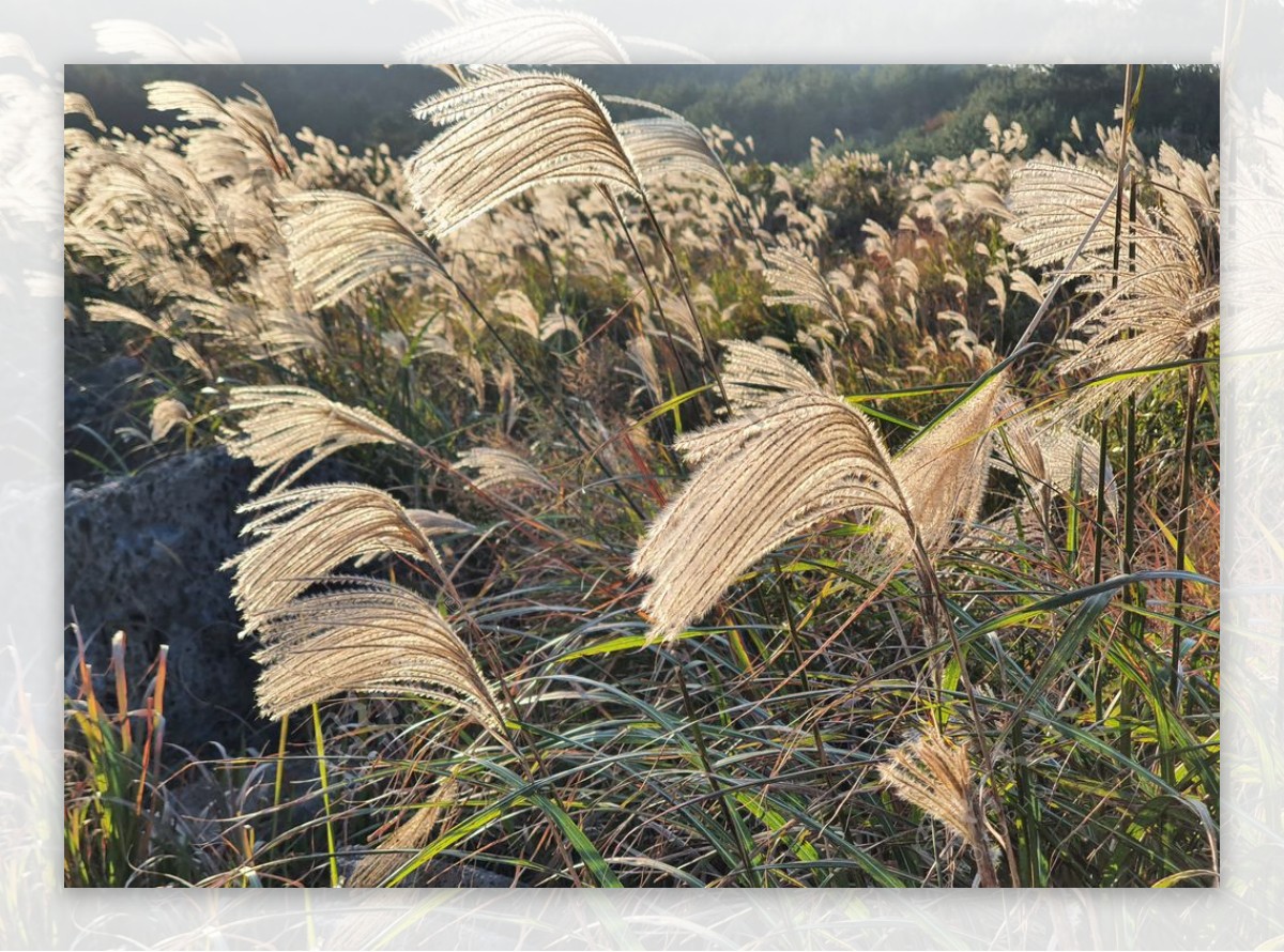 银色的草地上芦苇秋天