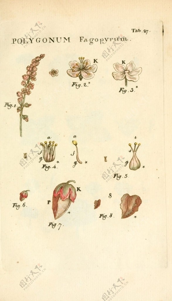 褐色背景的植物插画