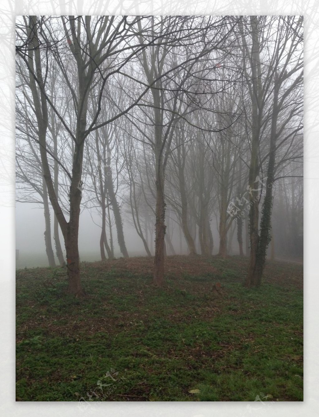 自然树木雾