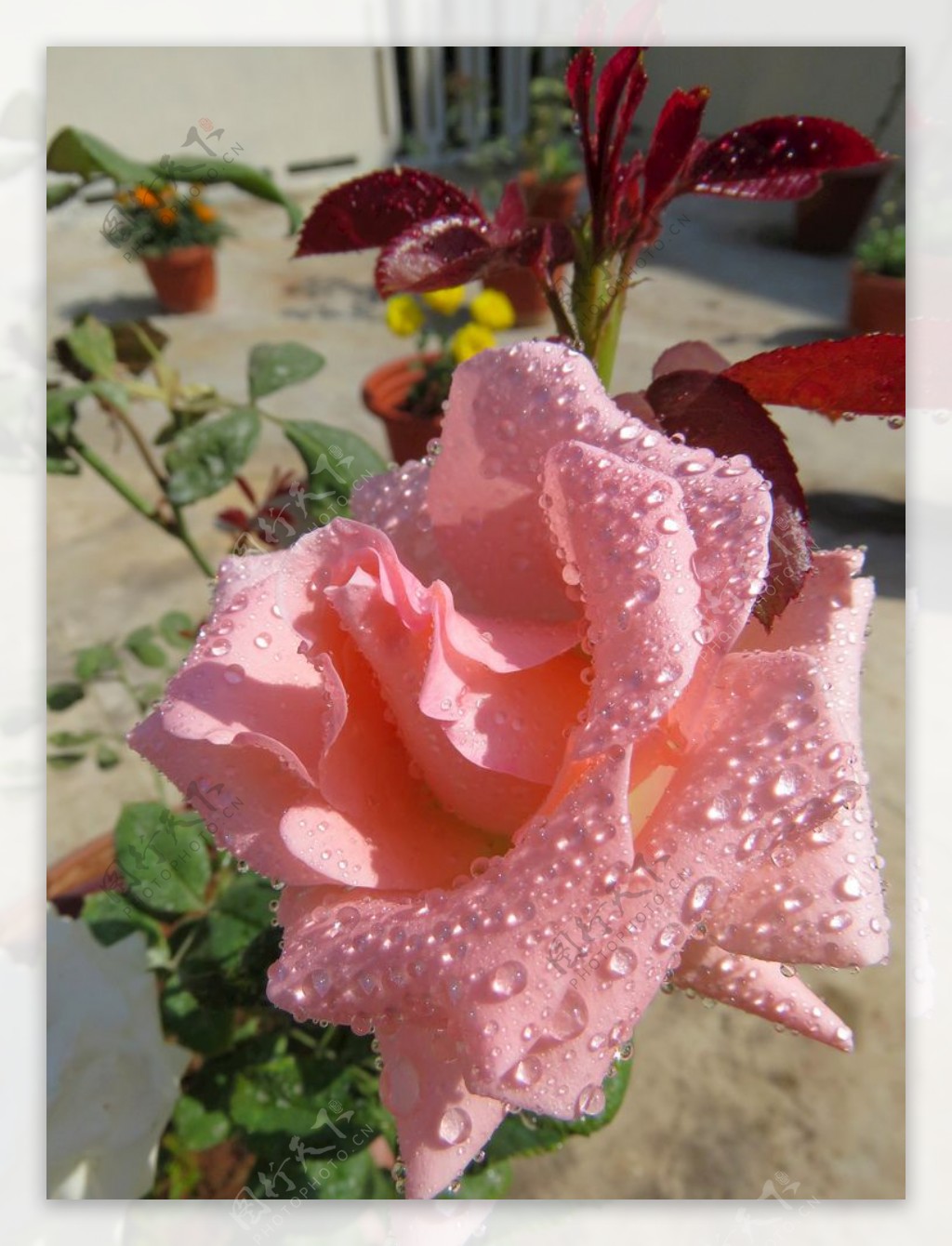 粉红玫瑰自然花爱植物