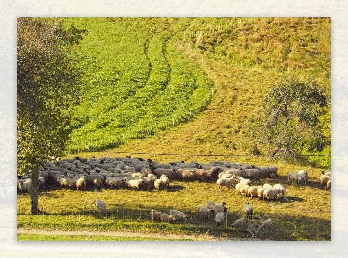 草甸羊牛群景观山夏季