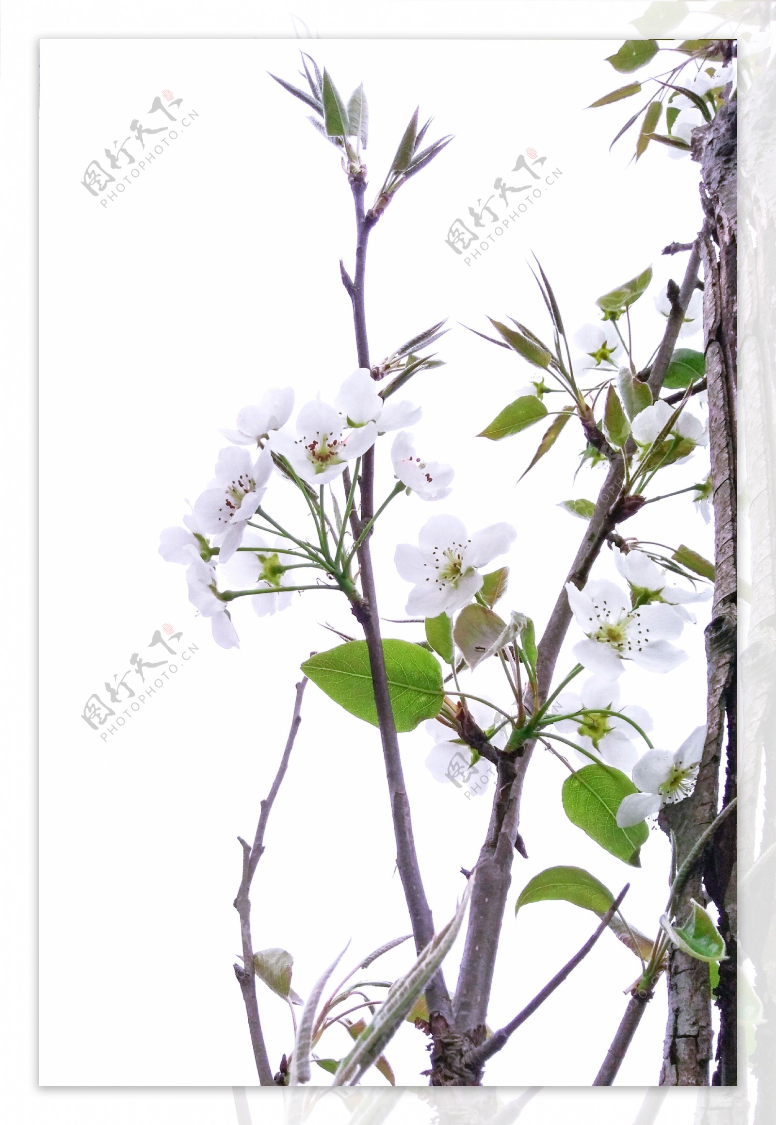 梨花春天花朵白色白花