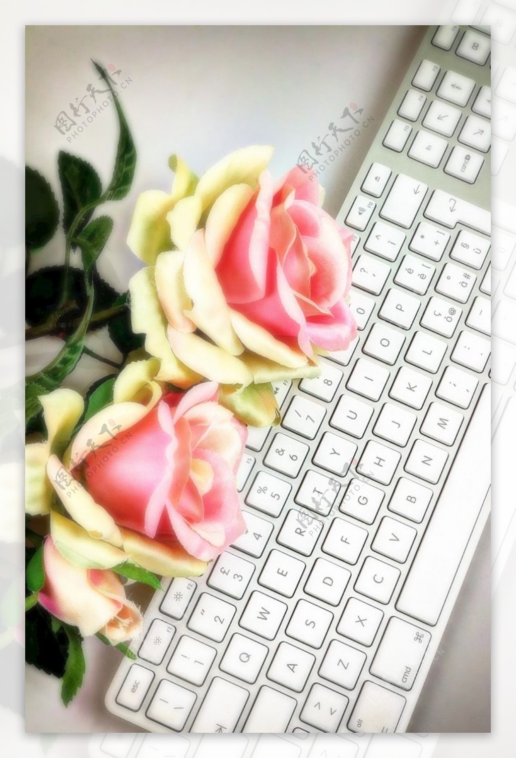 键盘玫瑰