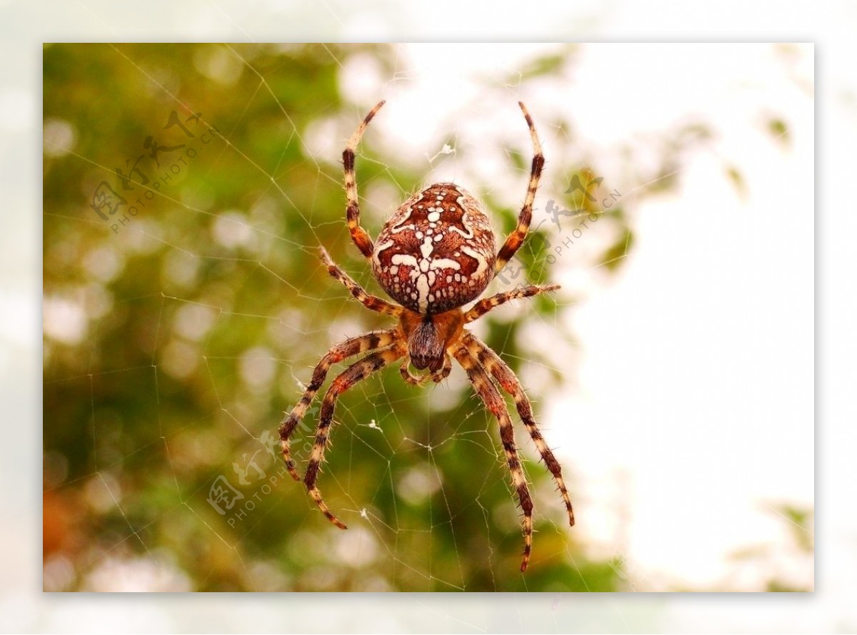 红色斑纹蜘蛛