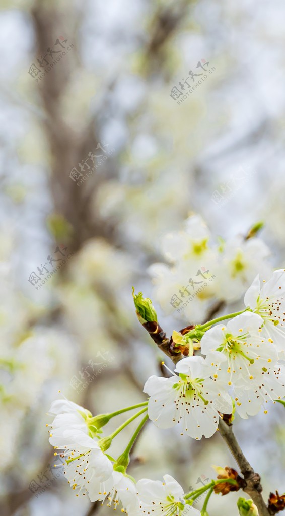 一树梨花