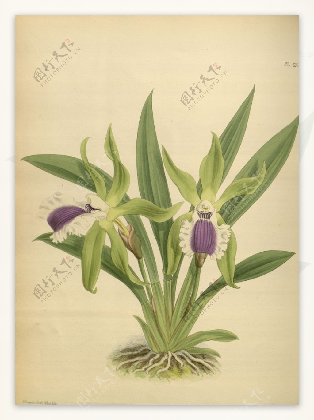 紫花植物素材插画