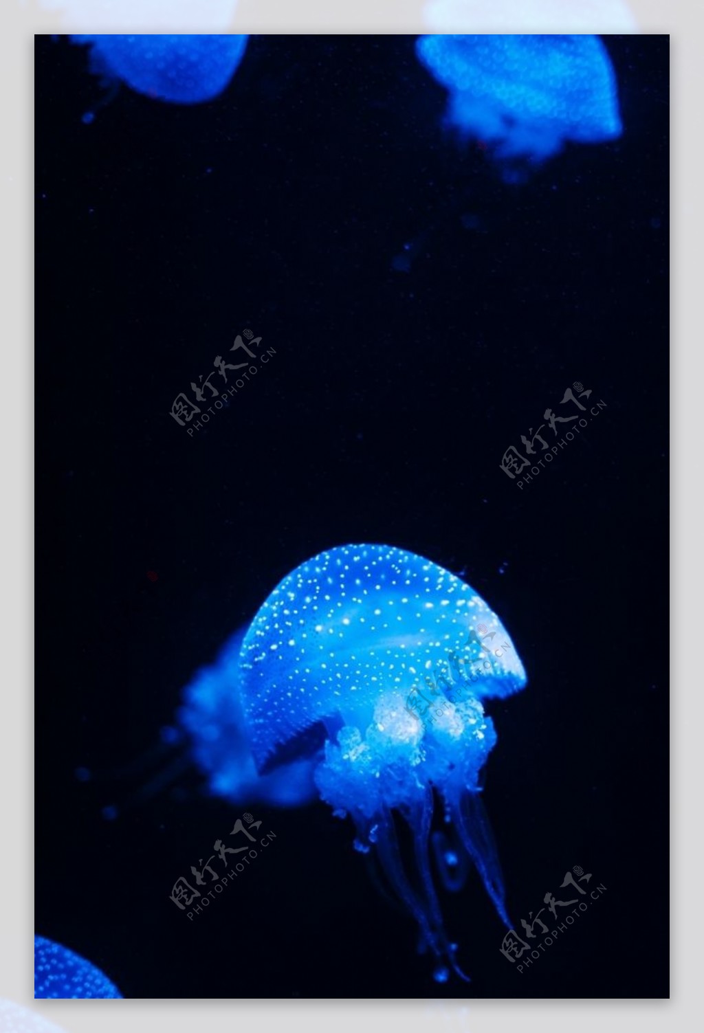 深海的蓝色水母