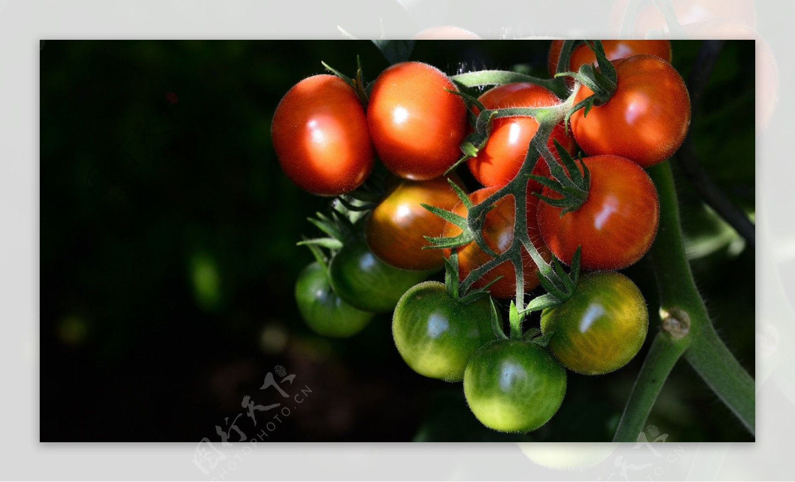 西红柿蔬菜番茄背景