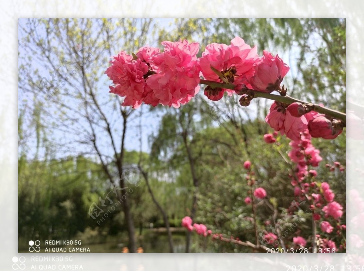 春天桃花开