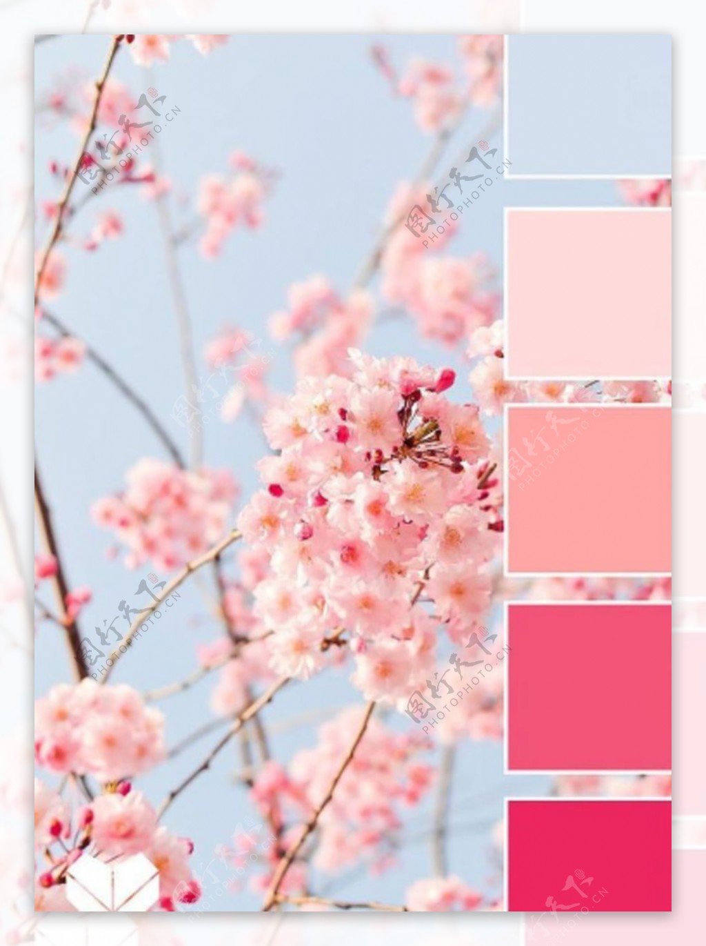 樱花配色方案