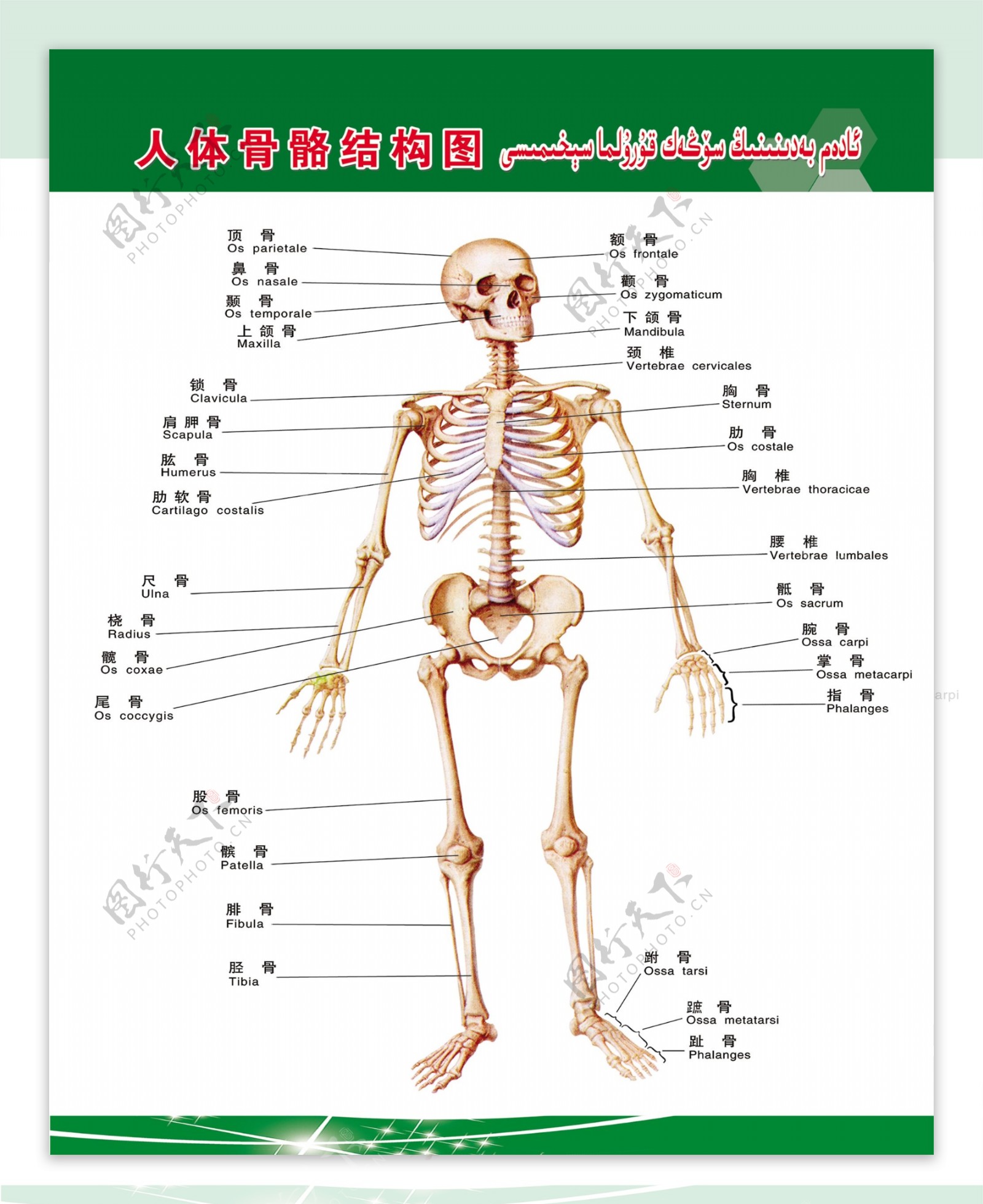 人体骨骼结构图