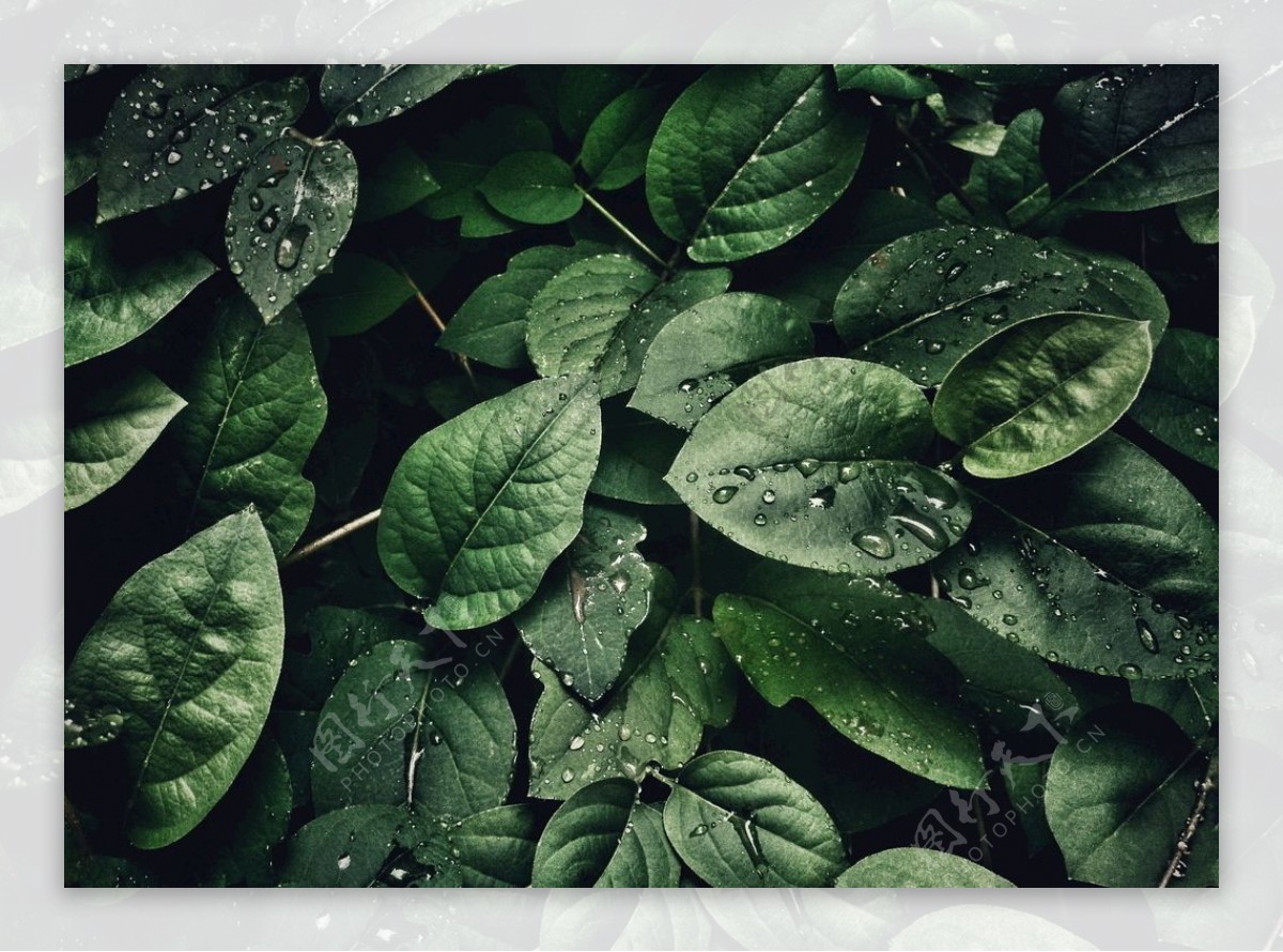 植物摄影