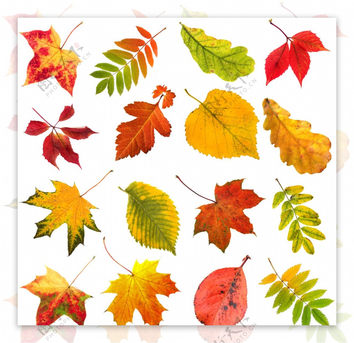 秋天：金秋的落叶宽屏壁纸_我爱桌面网提供