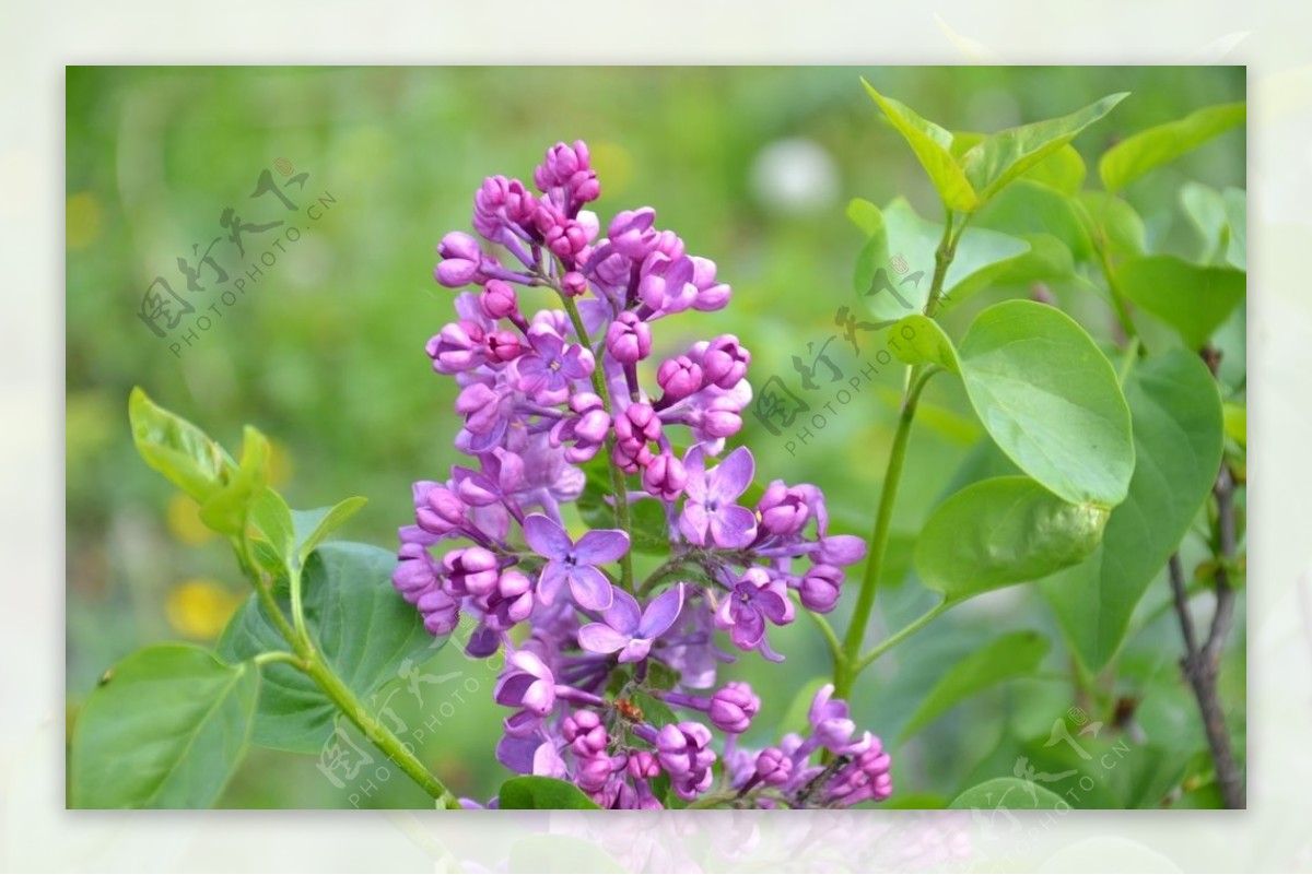 丁香花清香