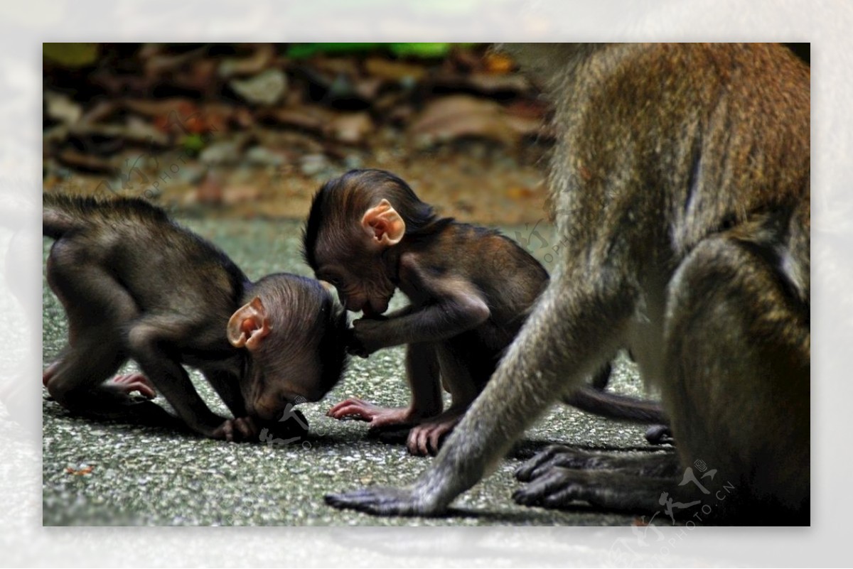 动物猴子自然野生哺乳动