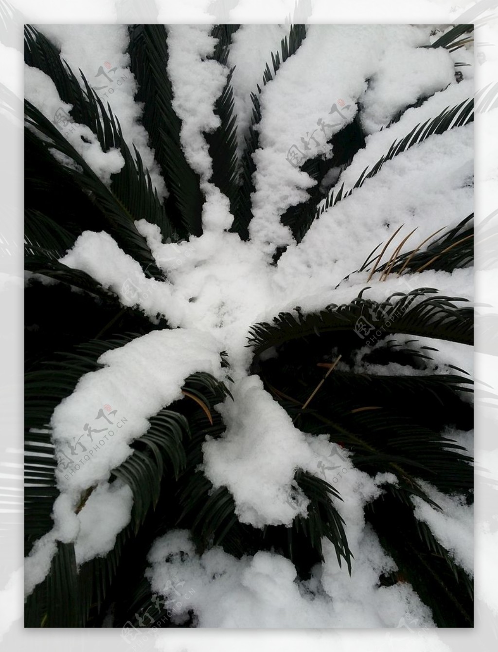 雪铁树