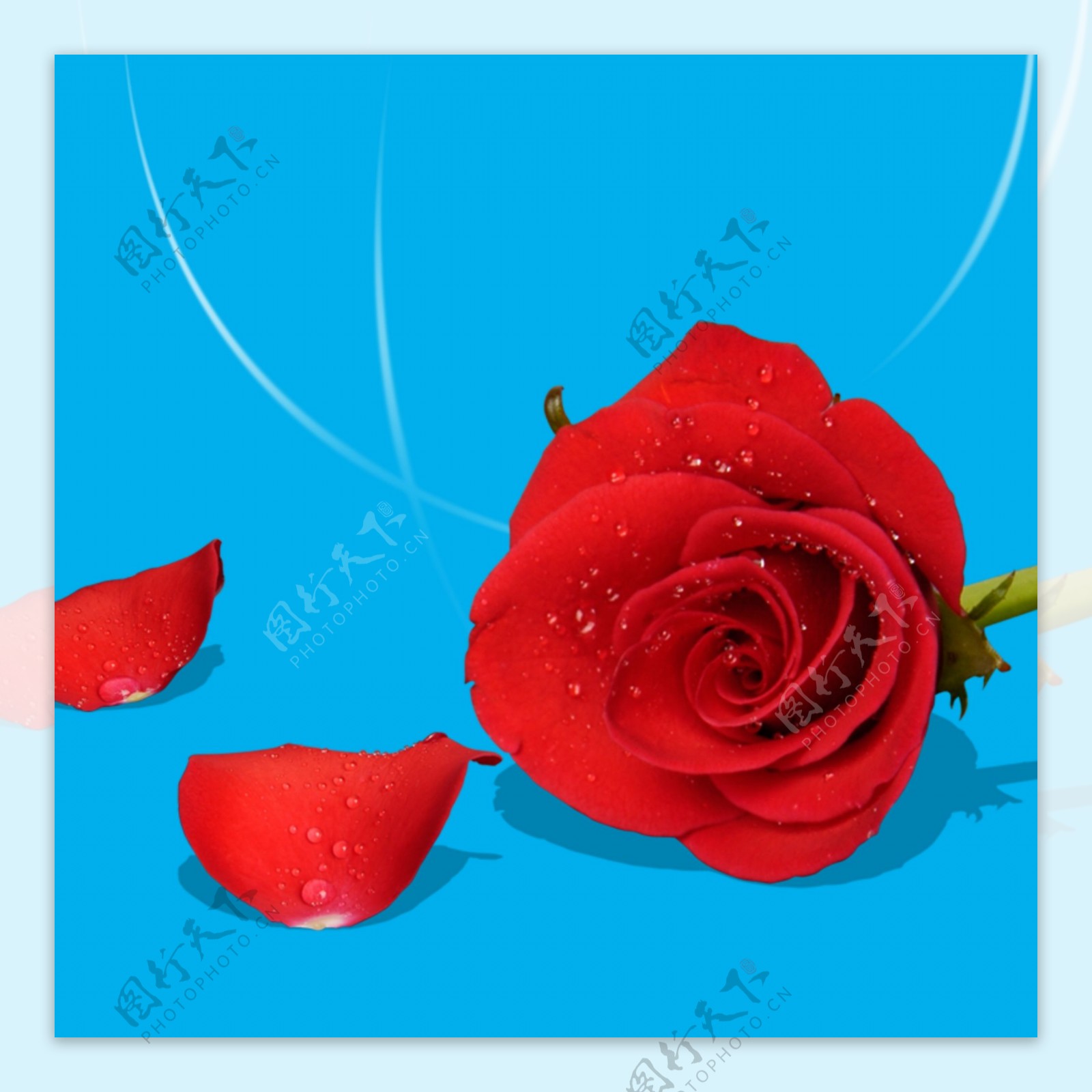 情人节红色玫瑰花朵和花瓣装饰
