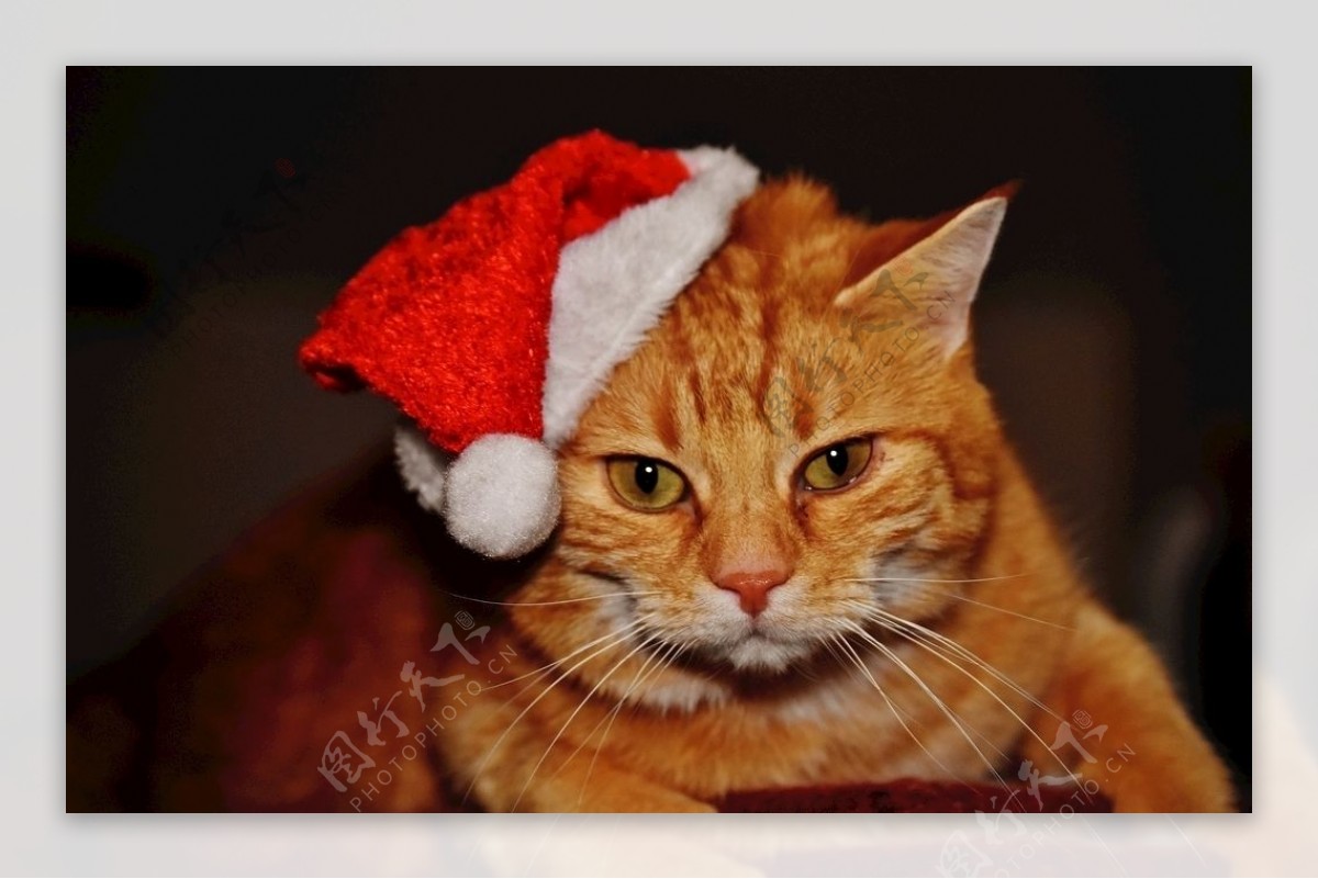 戴着圣诞帽的虎斑猫