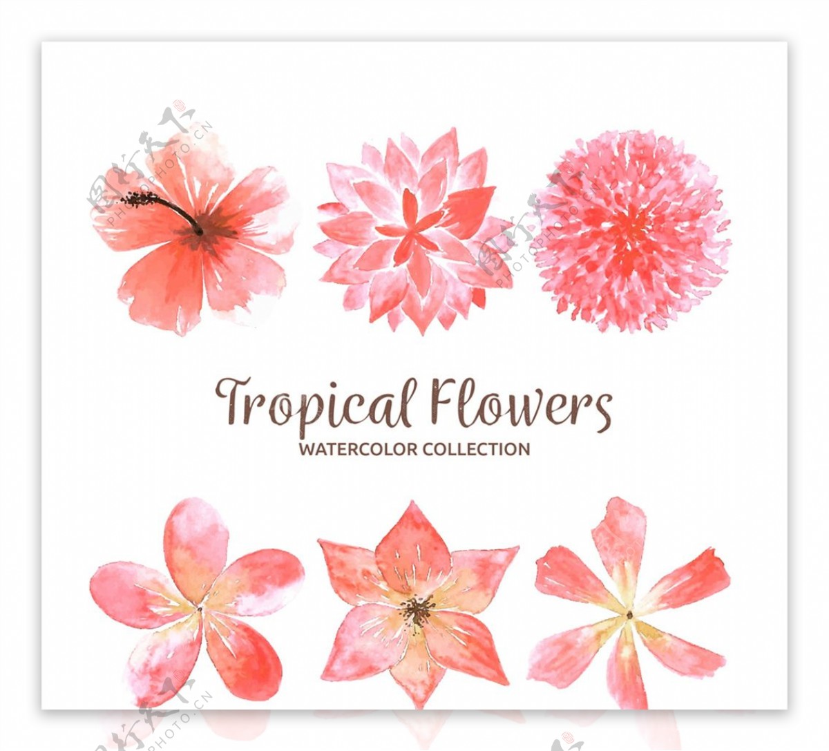 水彩手绘粉色热带花卉矢量图
