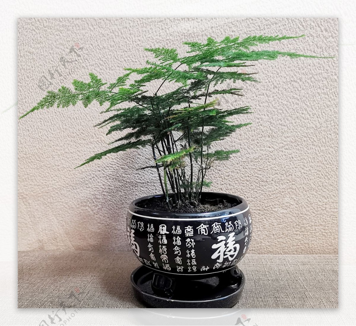 文竹植物