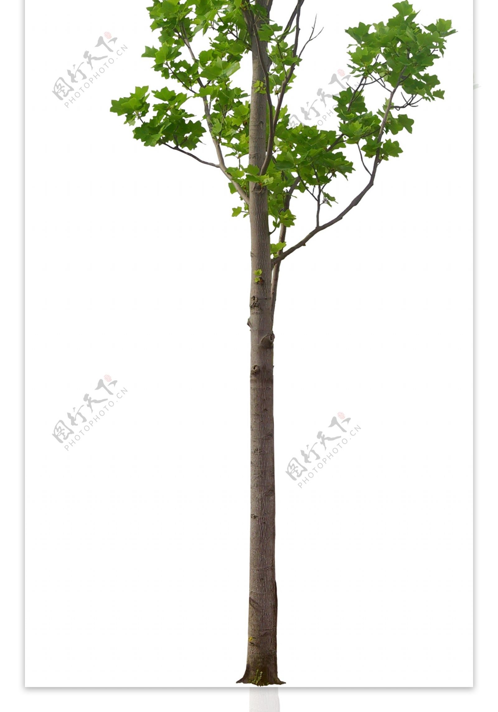 园林景观设计PSD树木植物