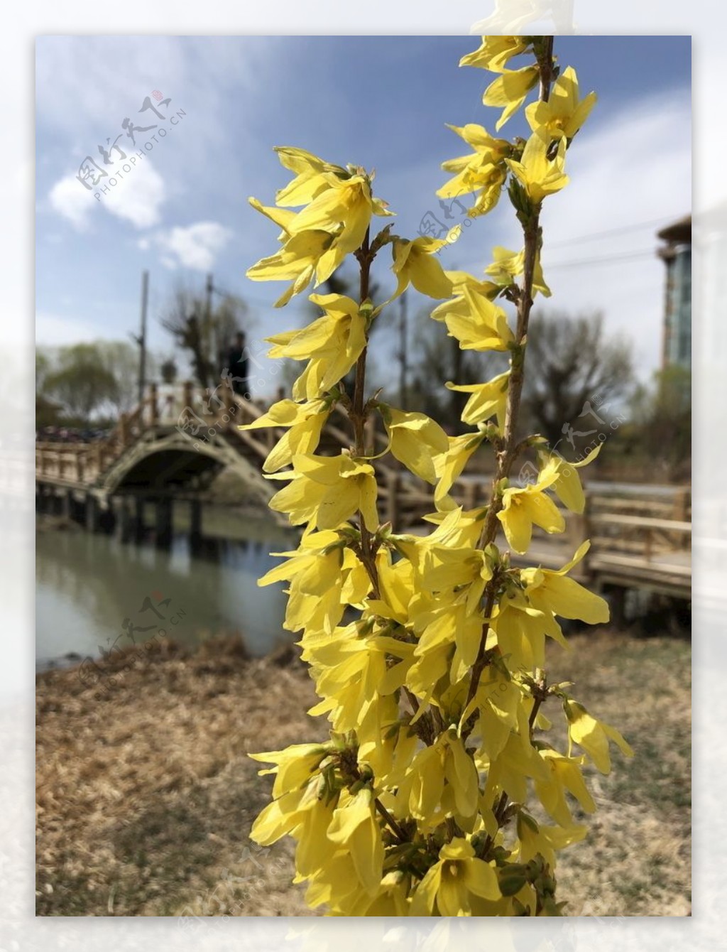 张掖湿地公园的金钟花