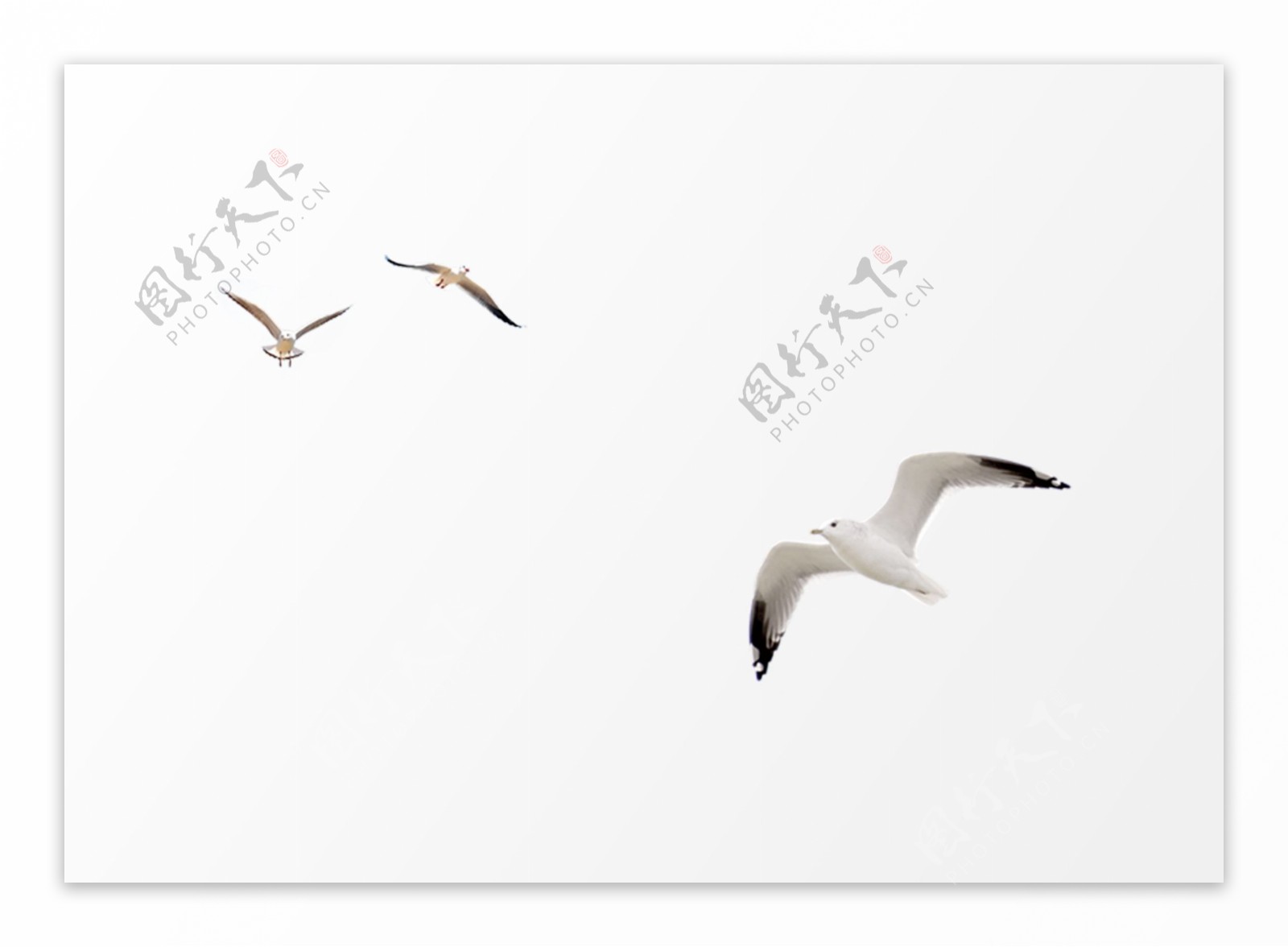 海鸥白色远景飞翔海洋天空素材