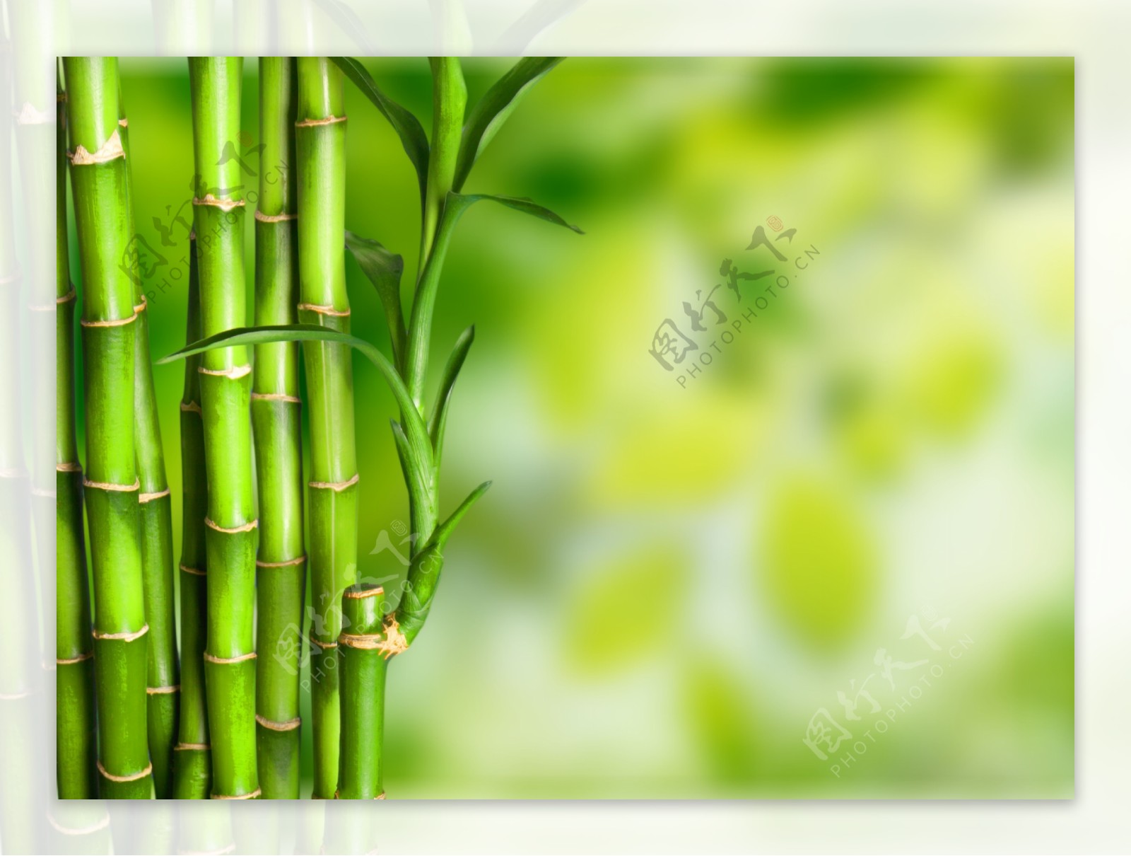 竹子绿色清新4k背景图
