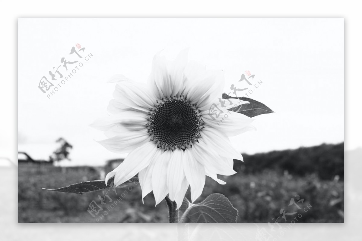 黑白向日葵
