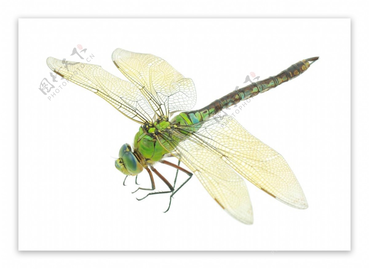 蜻蜓PNG素材设计其他
