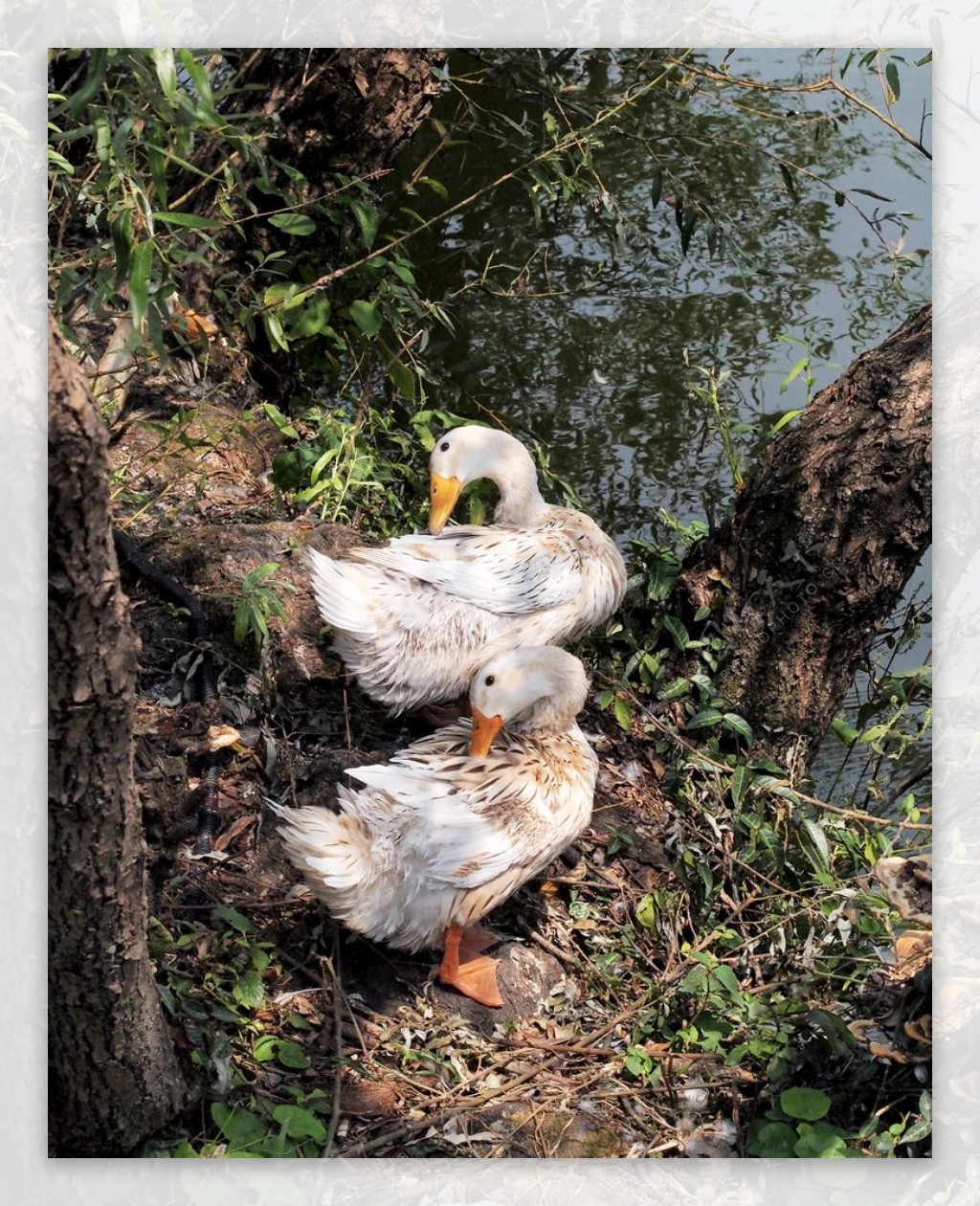 鸭子动物摄影图片-鸭子动物摄影作品-千库网