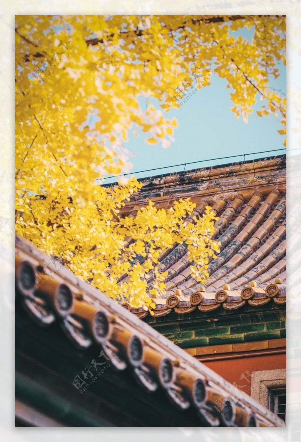 黄色树叶与屋檐