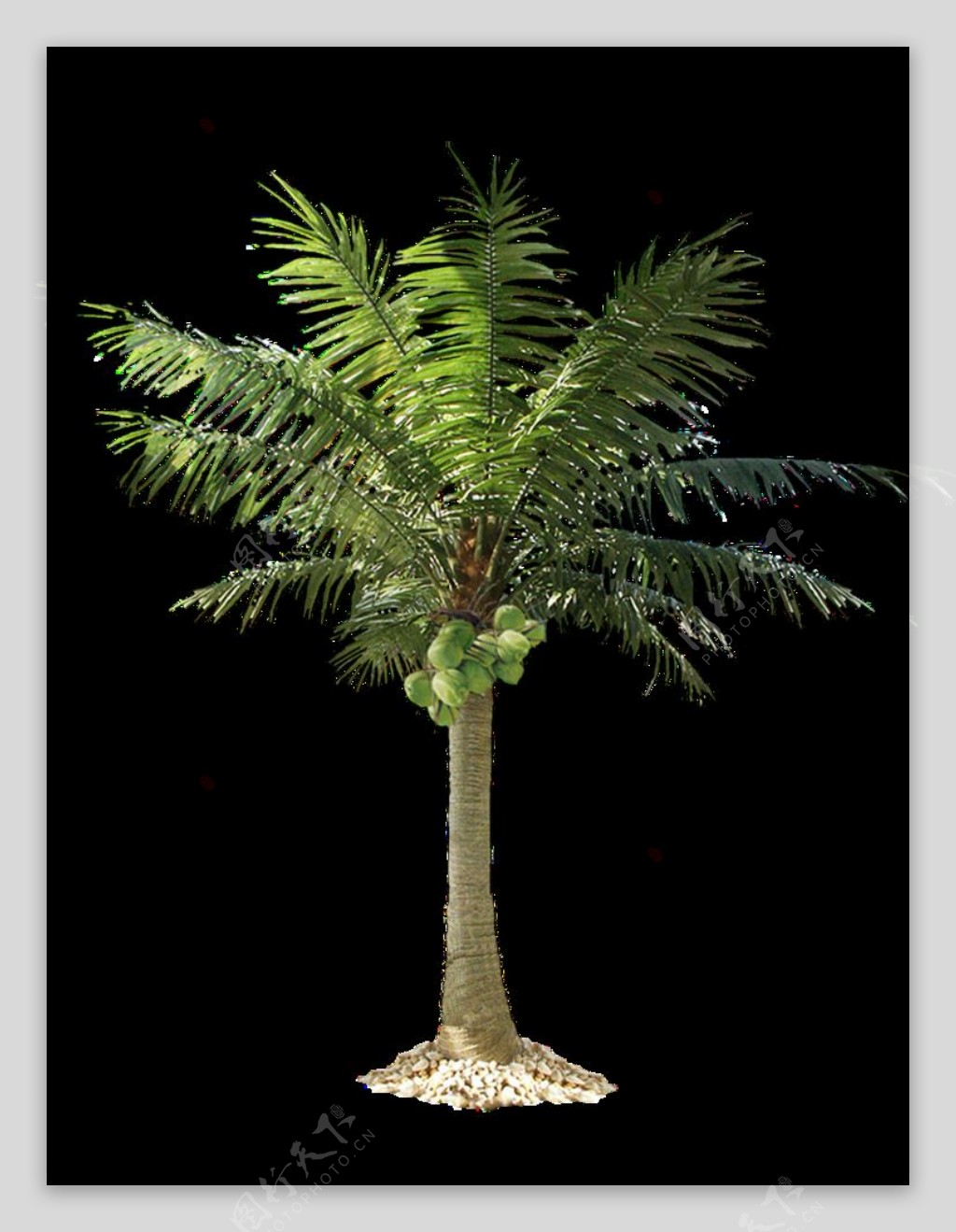 热带植物棕桐树