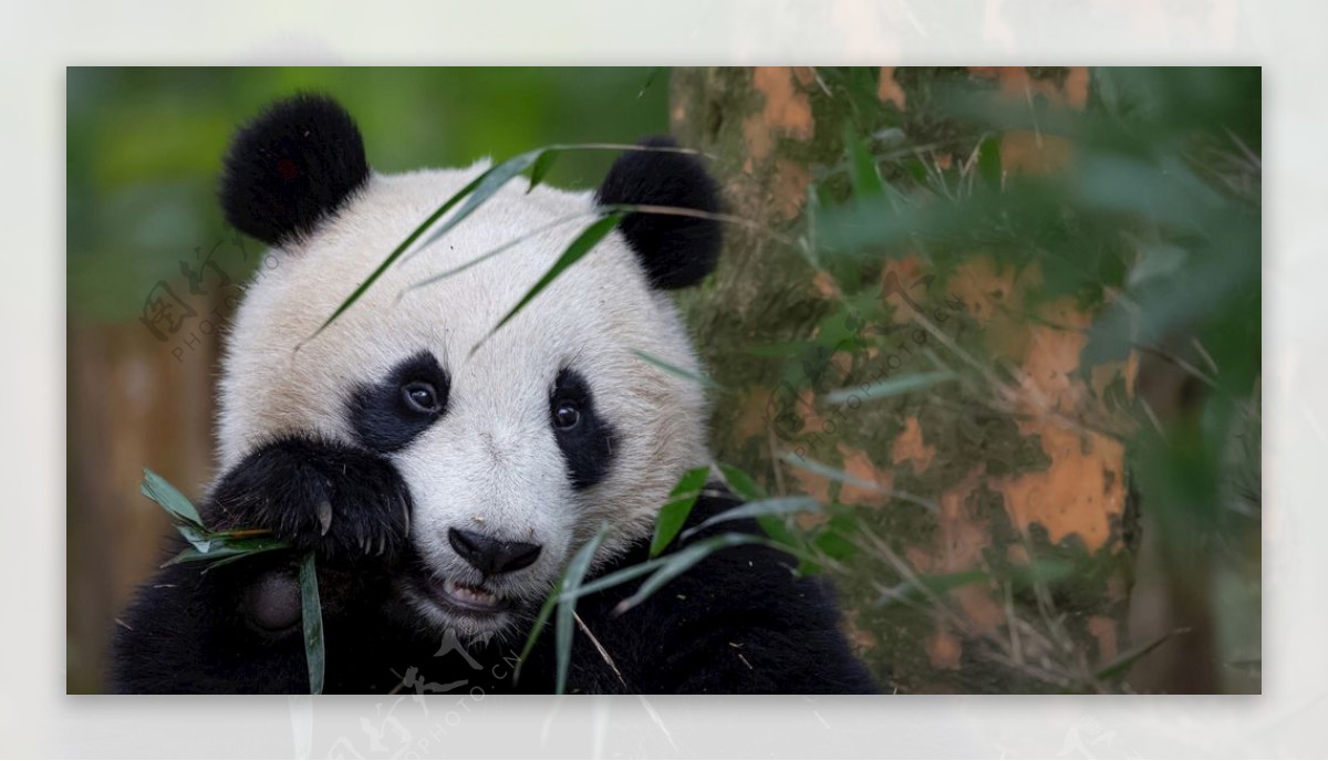 宠物动物合集panda