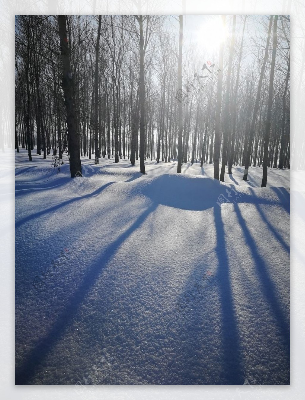 树林里的雪地