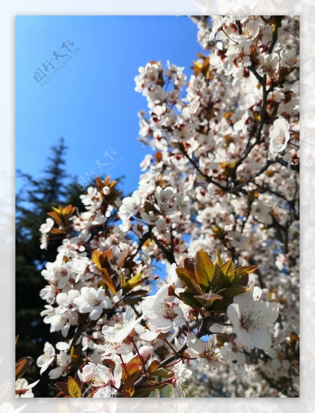 蓝天户外白色樱花风景