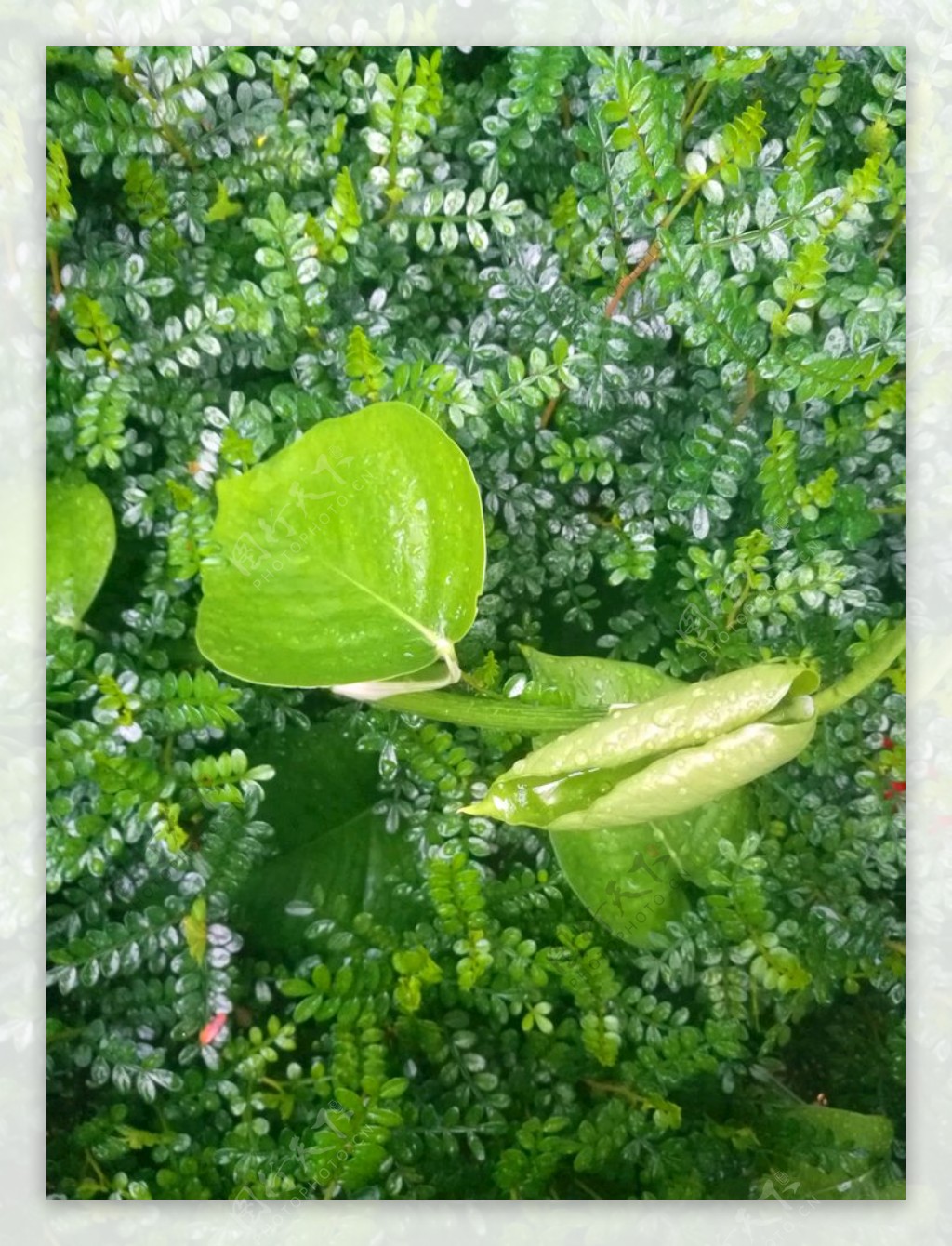 雨后清新植物绿叶自然景观摄影