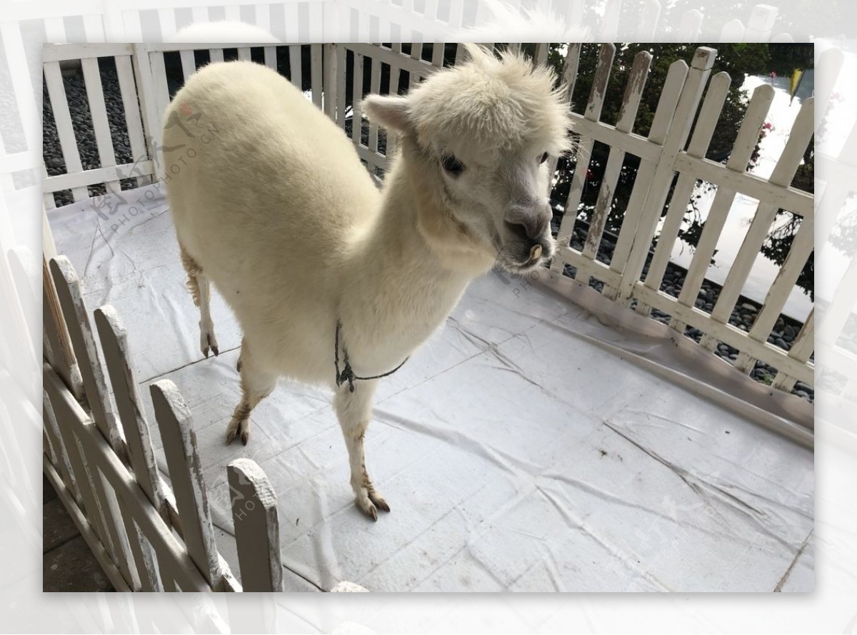 羊驼可爱萌摄影动物