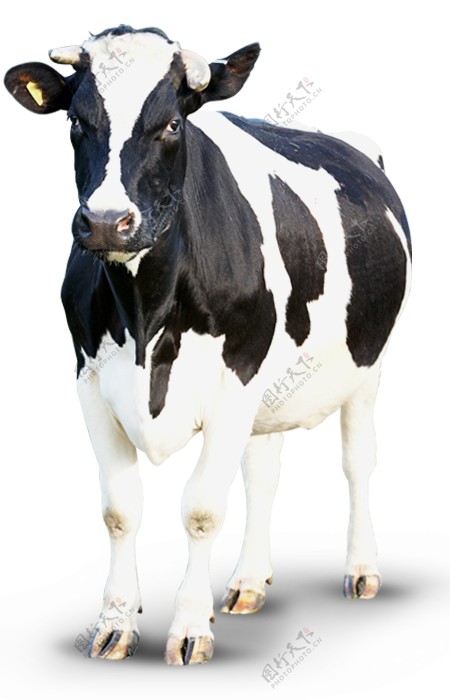 奶牛免抠PNG素材PS