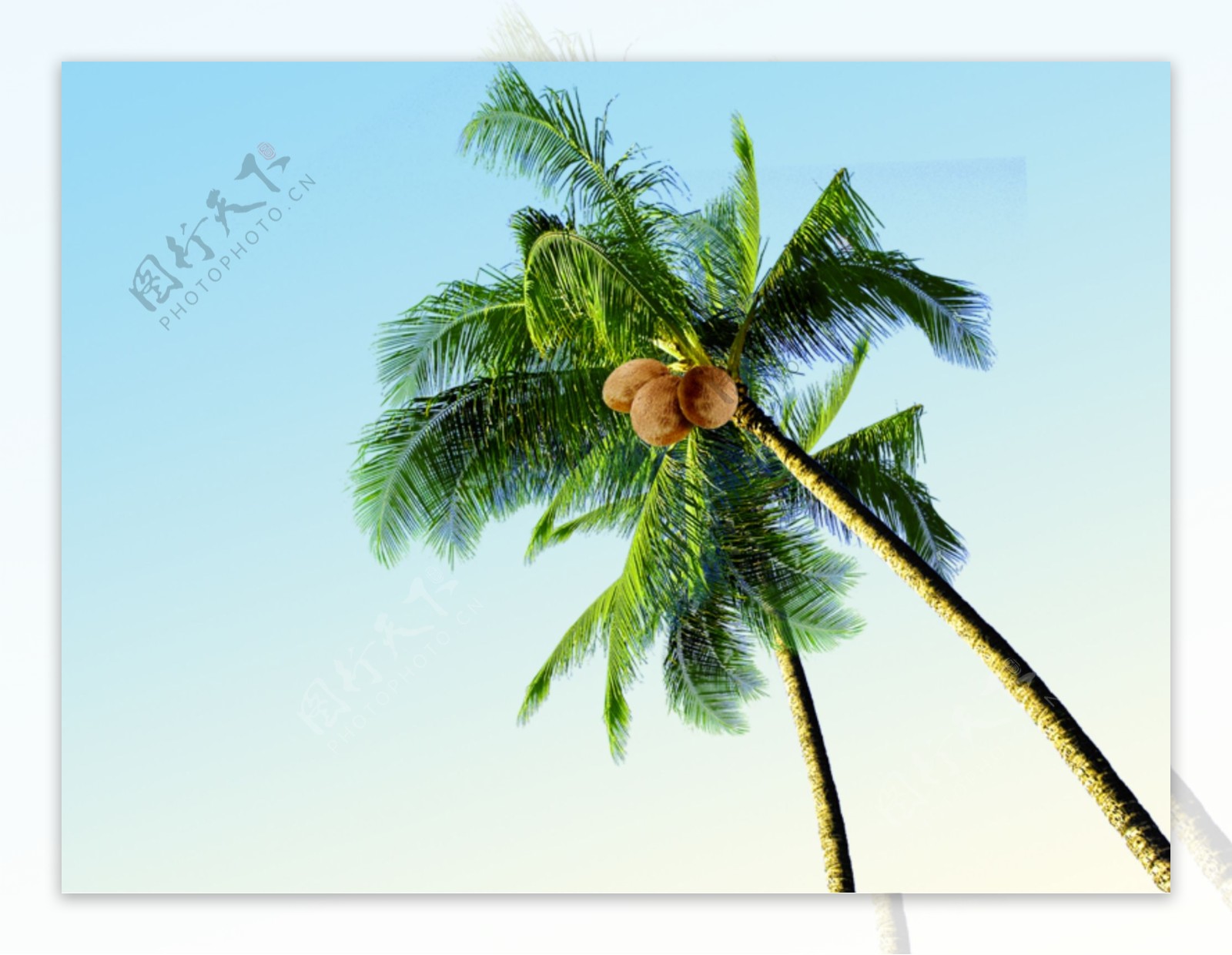 手绘椰子树设计图__广告设计_广告设计_设计图库_昵图网nipic.com